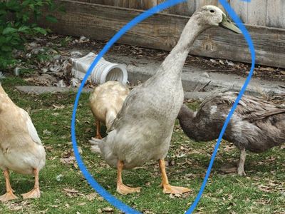 Indian Runner Ducks