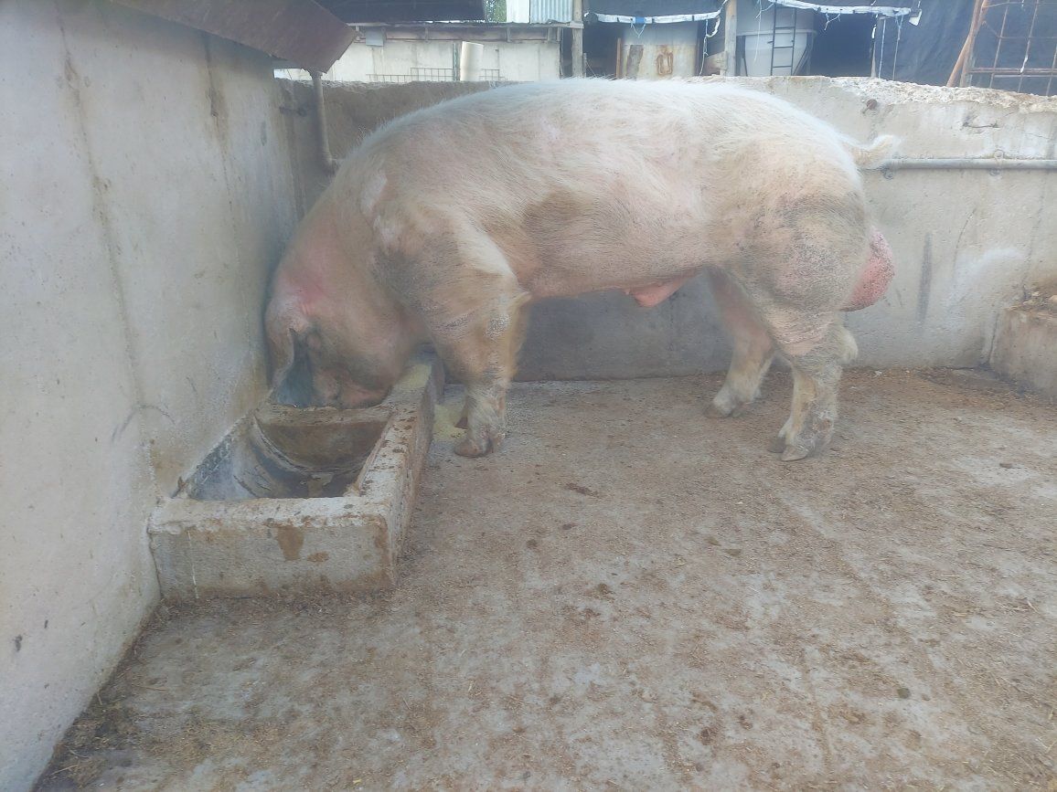 REGISTERED, PUREBRED CHESTER WHITE BOAR
