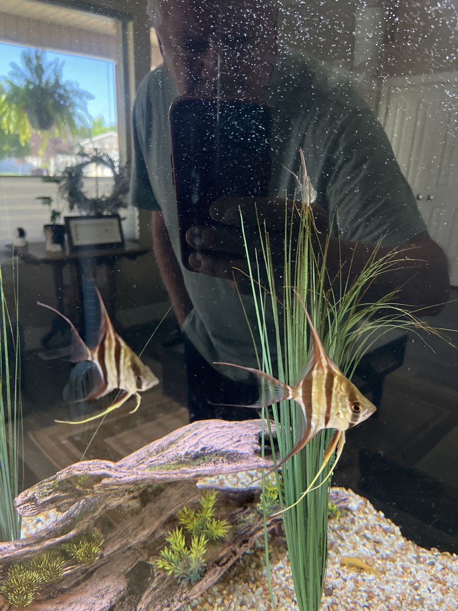 F1 Altum angle fish.. trade?