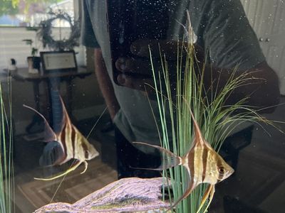 F1 Altum angle fish.. trade?
