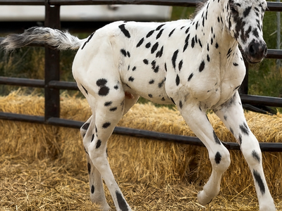 Stud Colt for sale