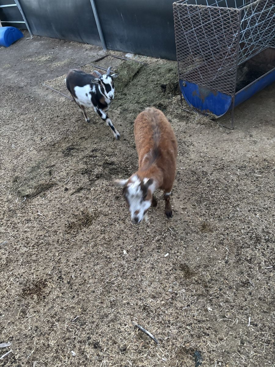 Nigerian dwarf