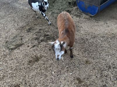 Nigerian dwarf