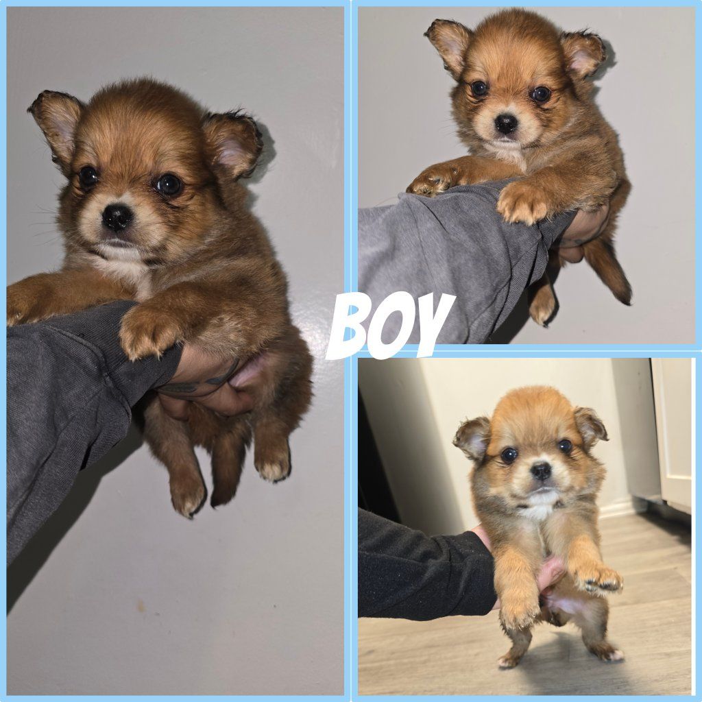 6 pomeranian mix cavalier  pups