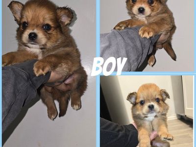6 pomeranian mix cavalier pups