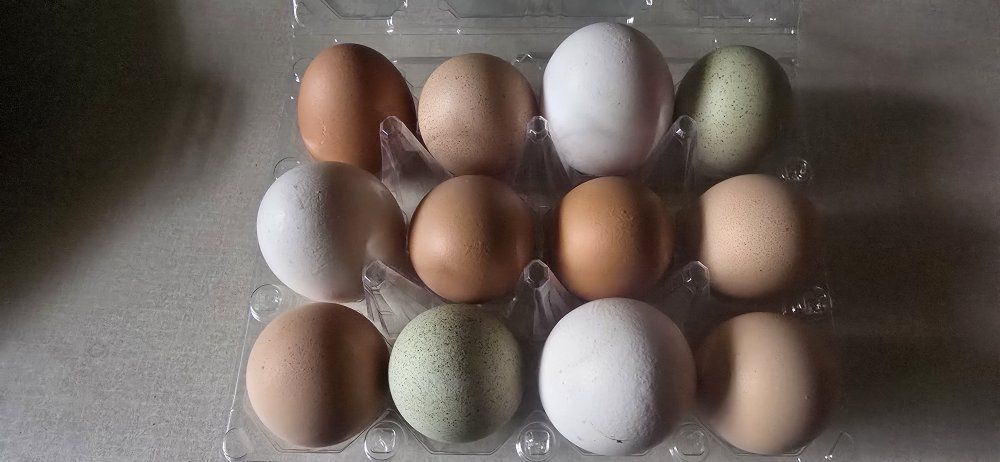 Fresh Farm Eggs 