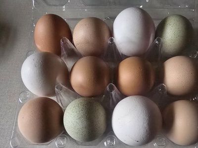 Fresh Farm Eggs