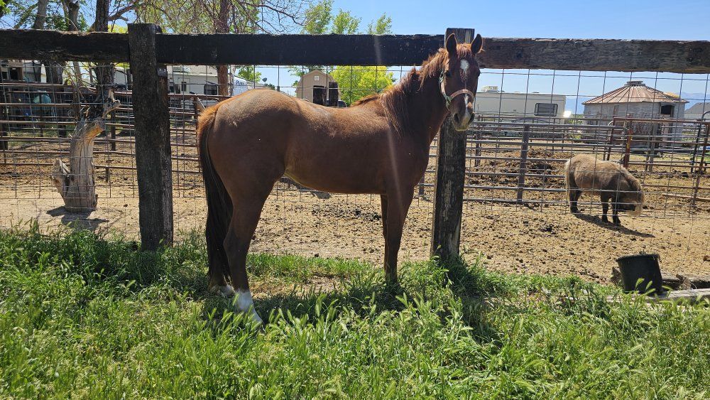 3 year old mare