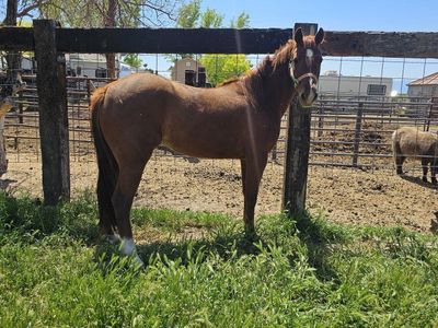3 year old mare