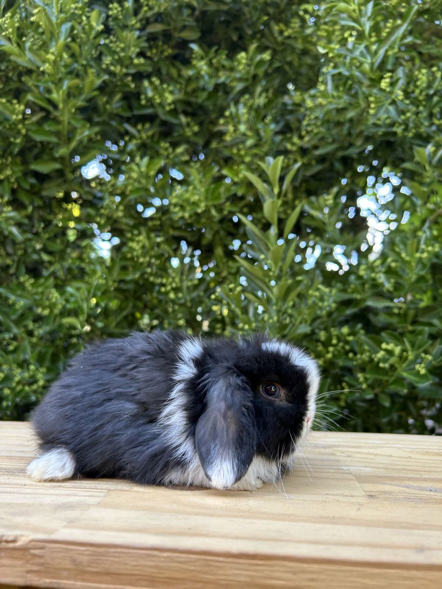 Holland lop buck pedigree