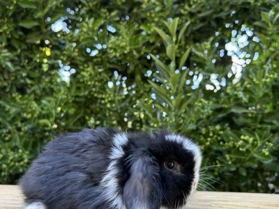 Holland lop buck pedigree