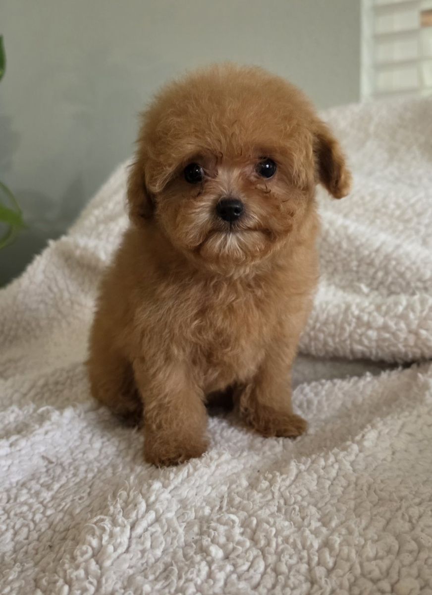 AKC TOY POODLES