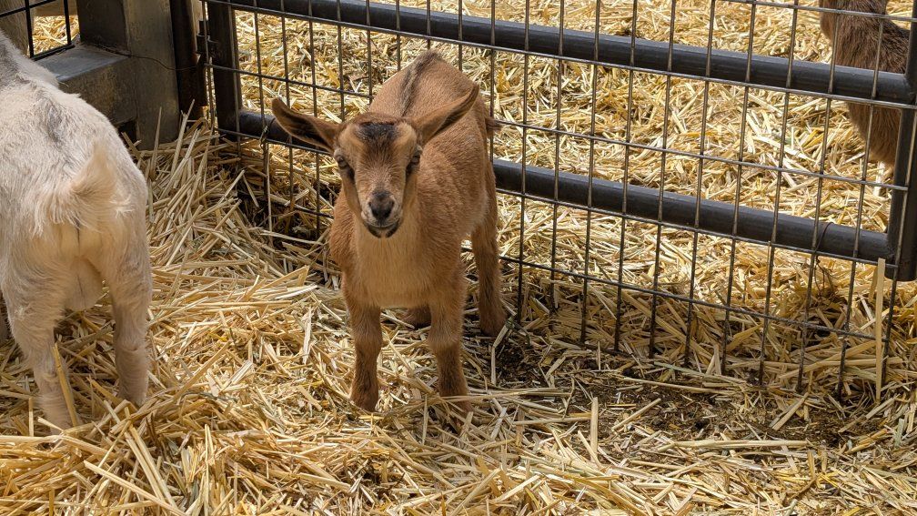 Nigerian Dwarf Buckling