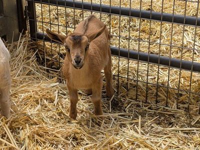 Nigerian Dwarf Buckling