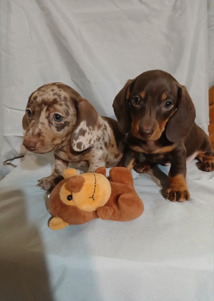 Miniature Dachshund Puppies!!