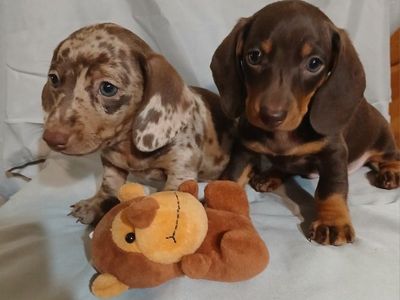Miniature Dachshund Puppies!!