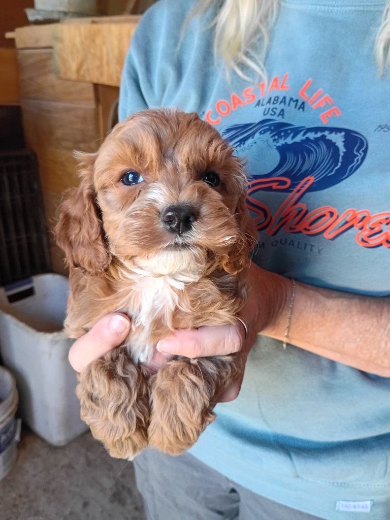 Cockapoo Male puppies 6 wks old.