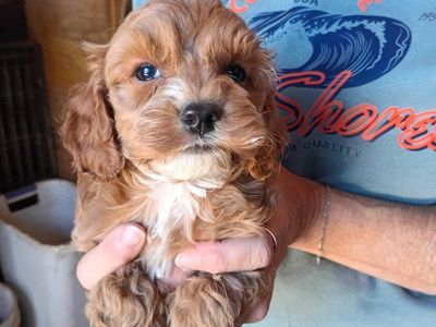 Cockapoo Male puppies 6 wks old.