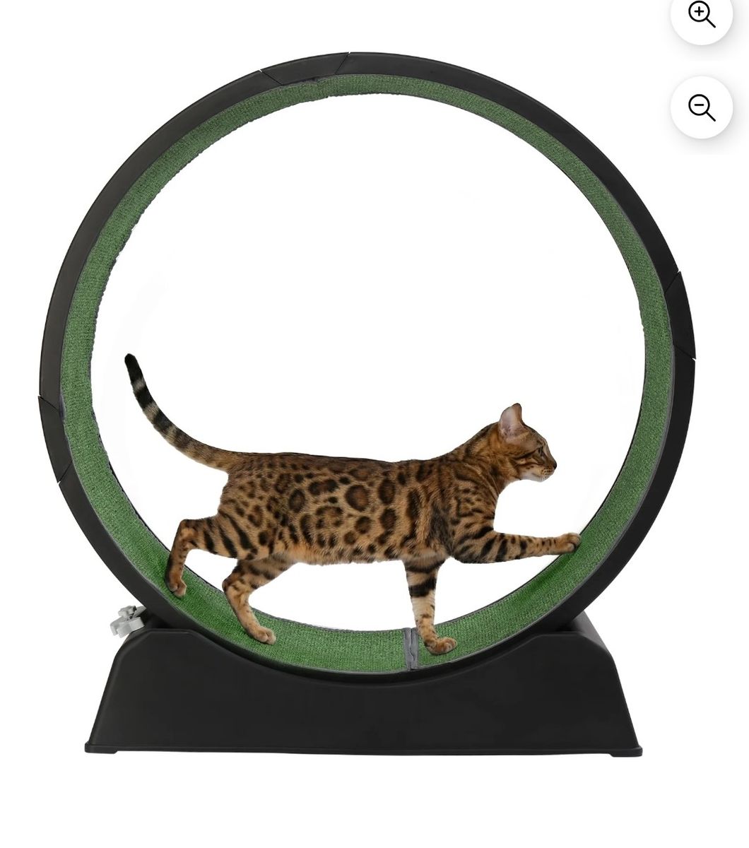Cat treadmill