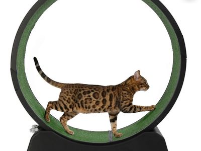 Cat treadmill