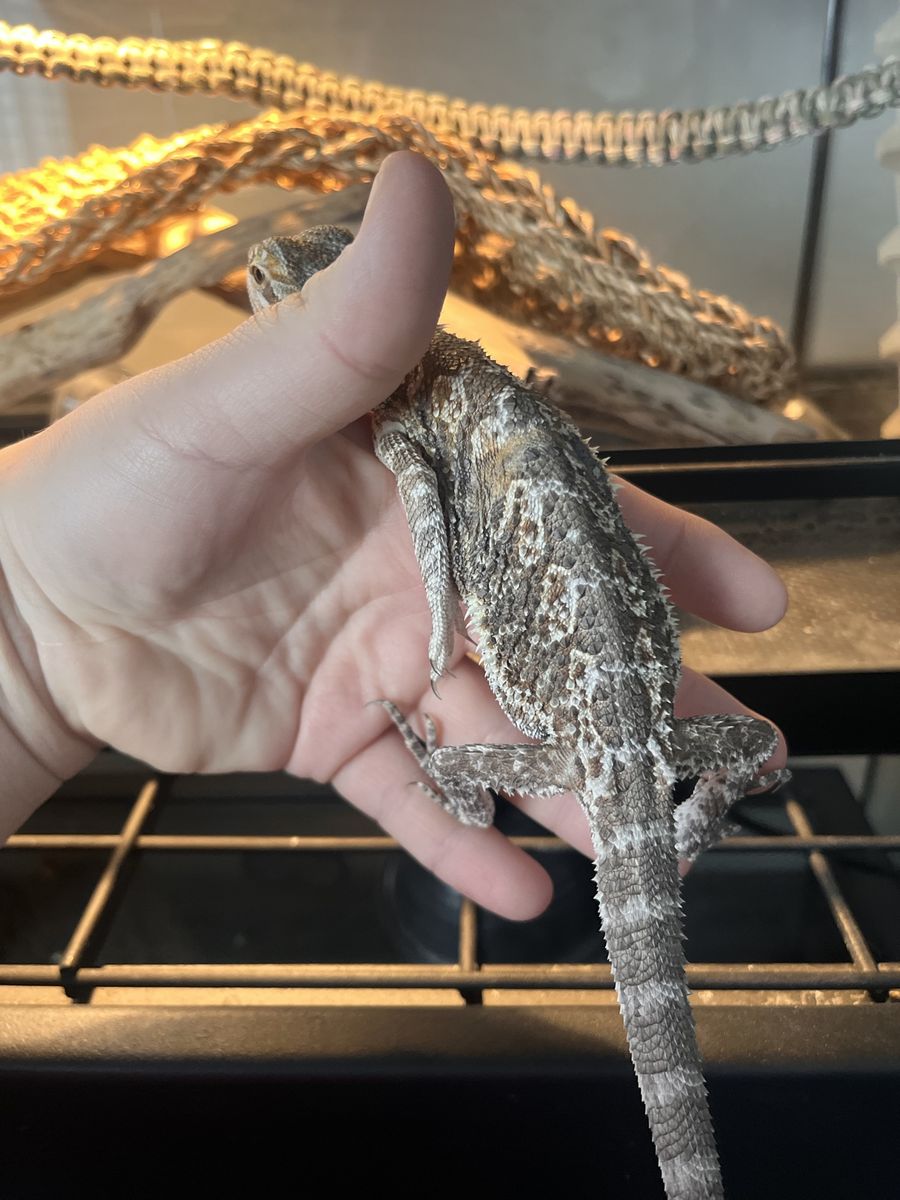 Bearded Dragons