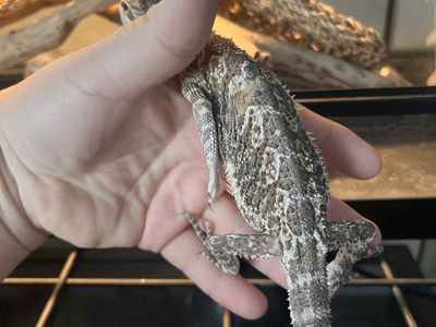 Bearded Dragons