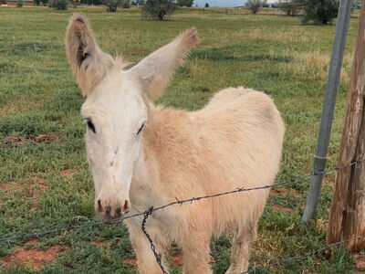 Yearling Small Standard Male