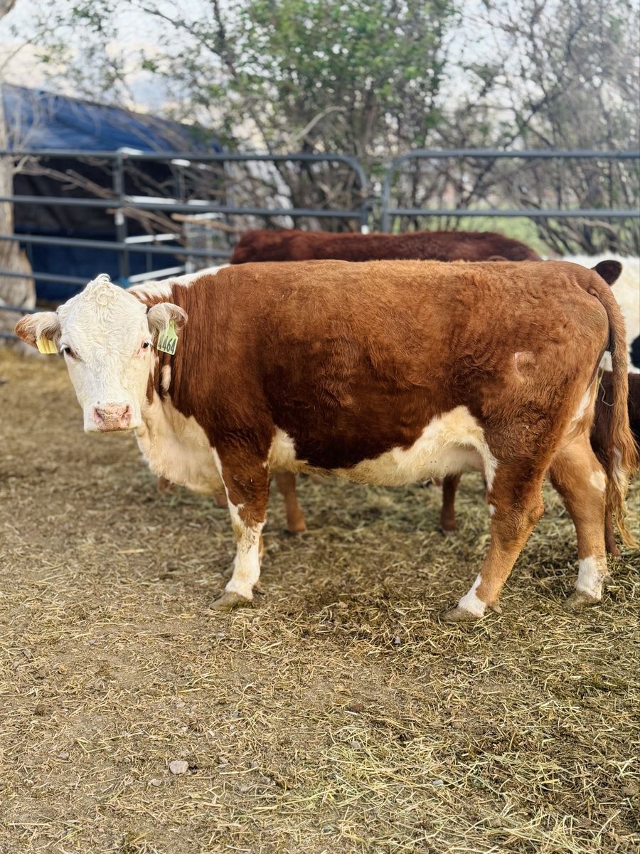 Mini Hereford Cow / Heifer Calf Pair – 4–5 Yr Old