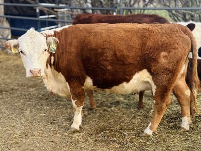 Mini Hereford Cow / Heifer Calf Pair – 4–5 Yr Old