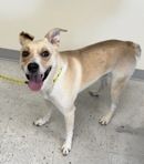 A164277 Carhartt, Available for Adoption