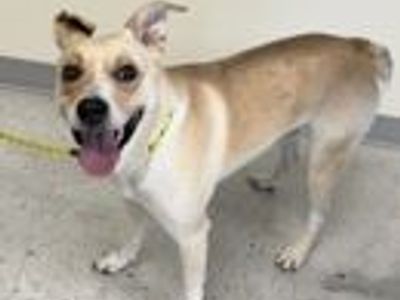 A164277 Carhartt, Available for Adoption