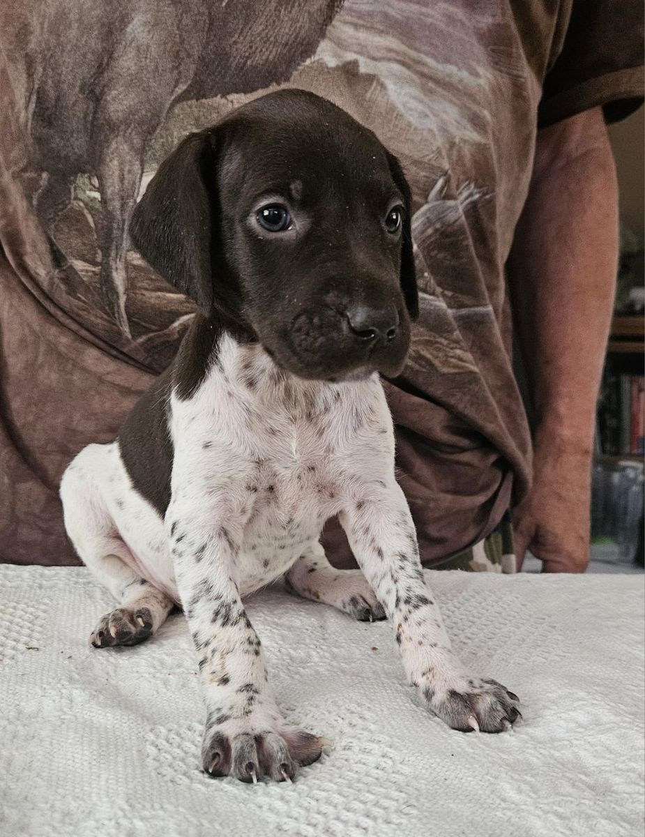 German Shorthair Pointer pups for sale