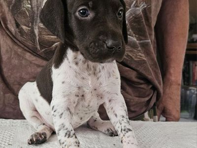 German Shorthair Pointer pups for sale
