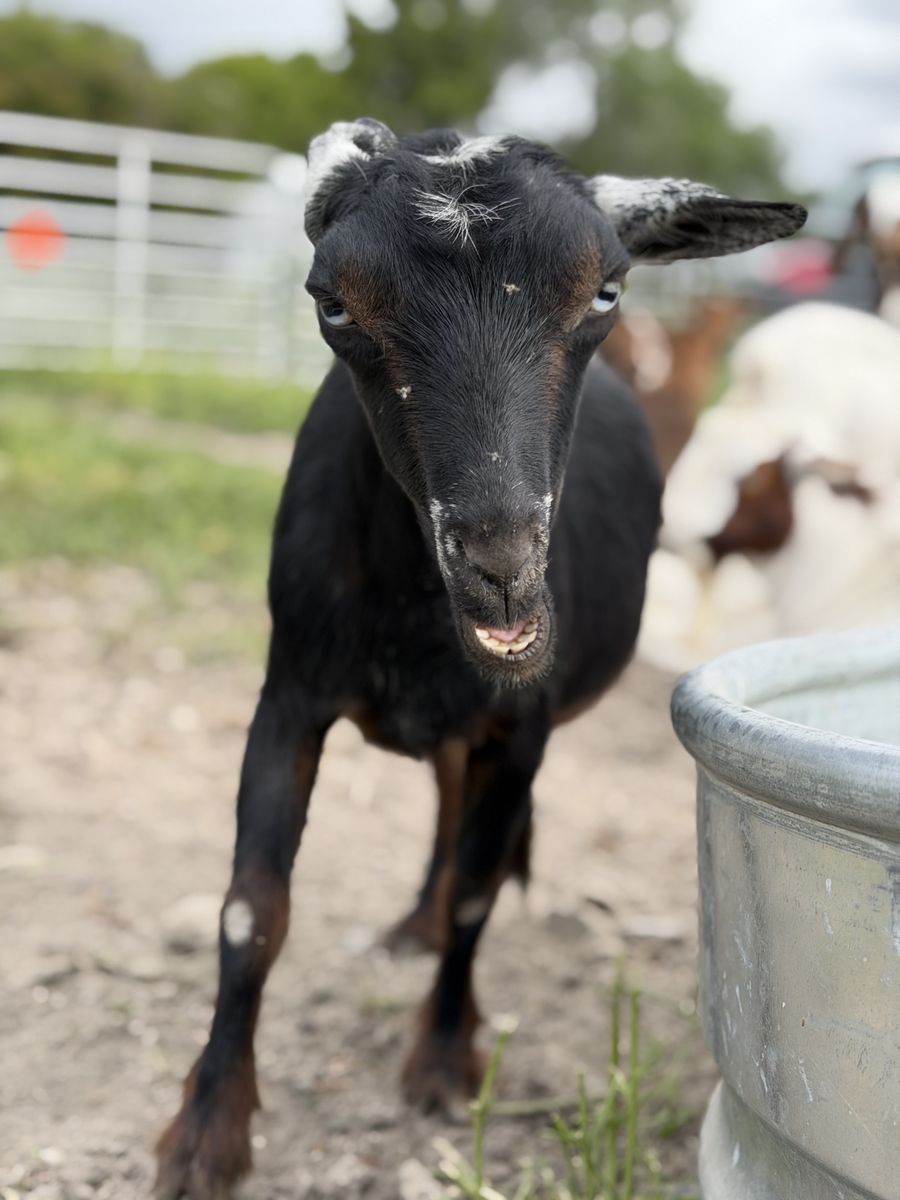 Nigerian Dwarf Nanny