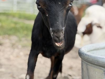 Nigerian Dwarf Nanny