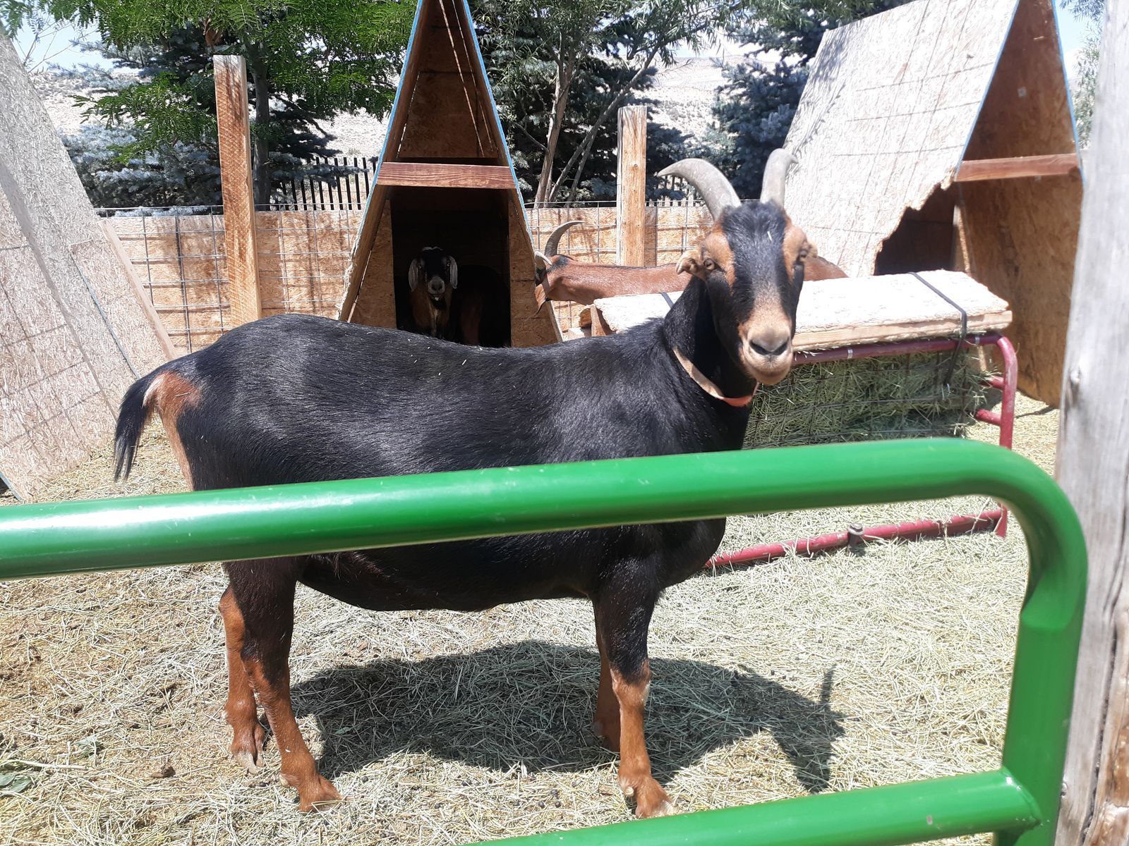 3 year old Alpine / Nubian / Lamancha mix wether