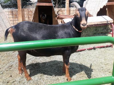 3 year old Alpine / Nubian / Lamancha mix wether