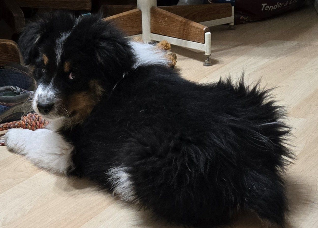 Purebred Std Size AKC Australian Shepherd puppies