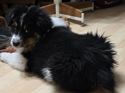 Purebred Std Size AKC Australian Shepherd puppies