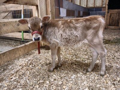 Mini Jersey Milk Cow A2/A2, B/B, HomoPolled,