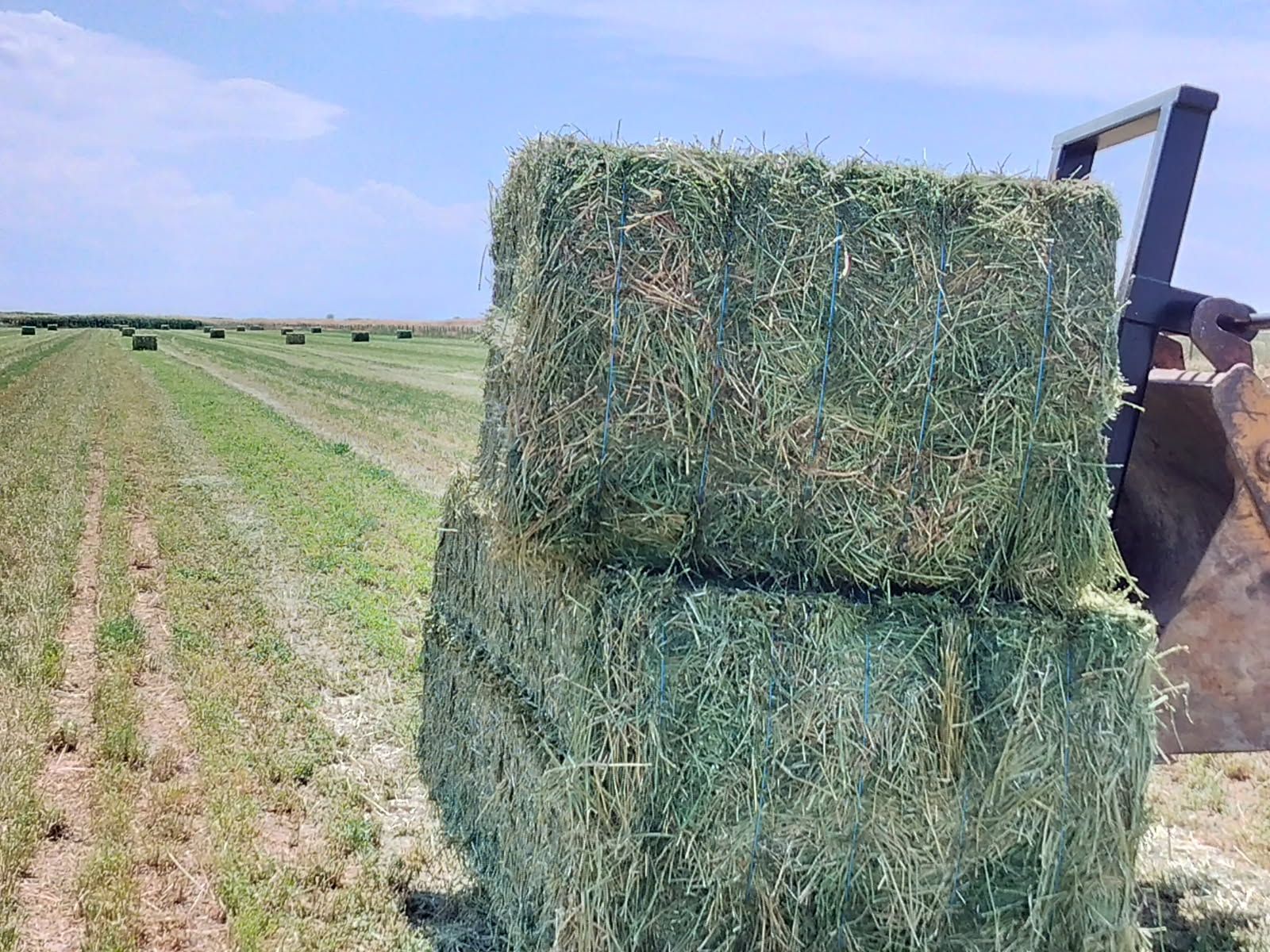 alfalfa hay 3x3x4 bales premium barn stored north Ogden