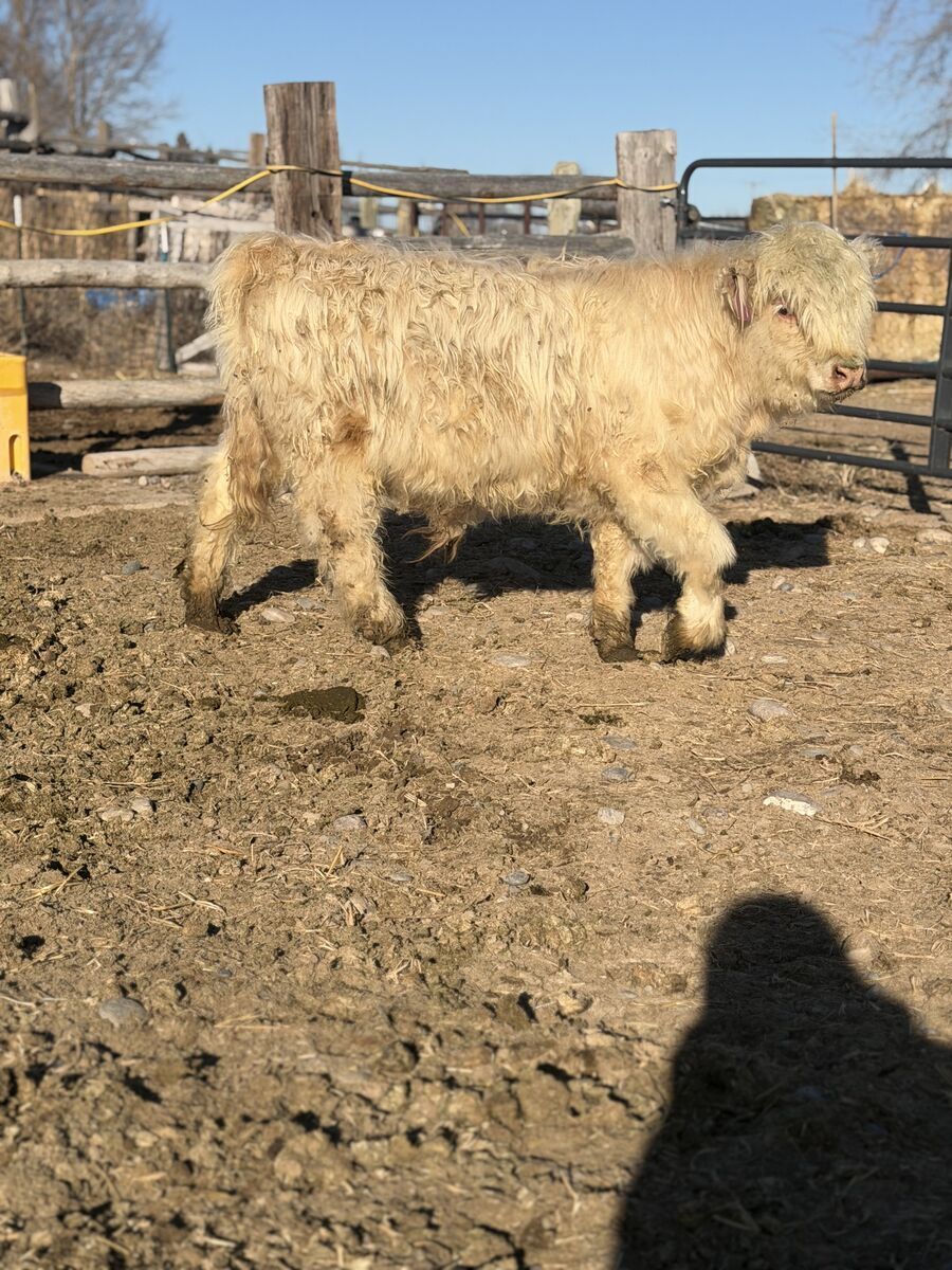 Polled Highland bull calf
