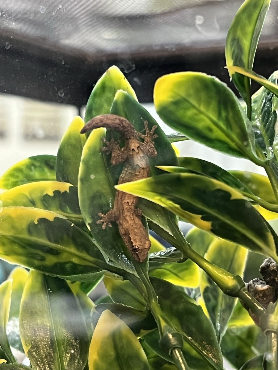 Mourning Geckos