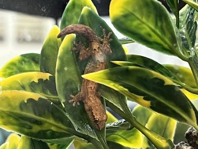 Mourning Geckos