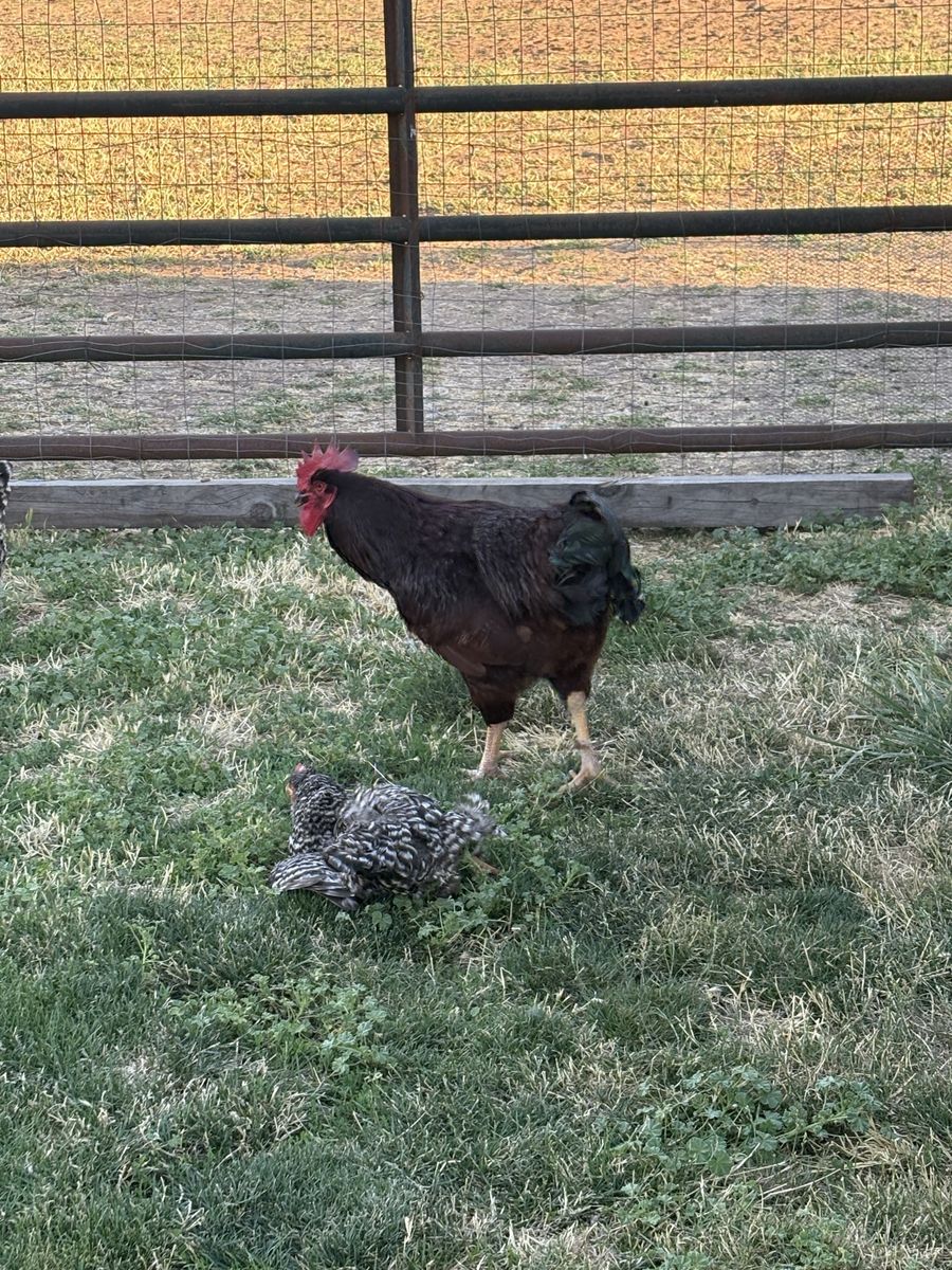 Rhode Island  rooster