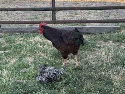 Rhode Island rooster