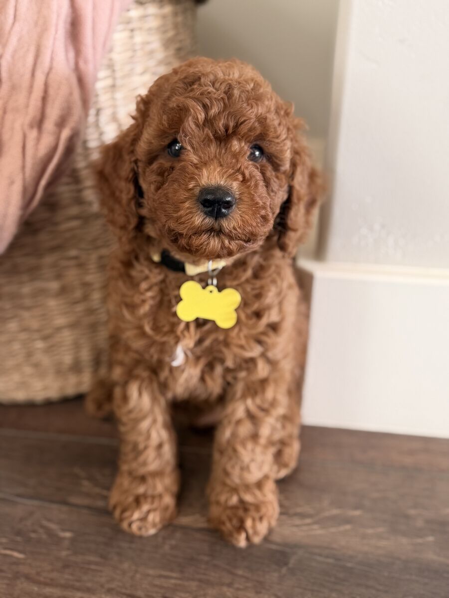 Adorable Mini Goldendoodle Puppies