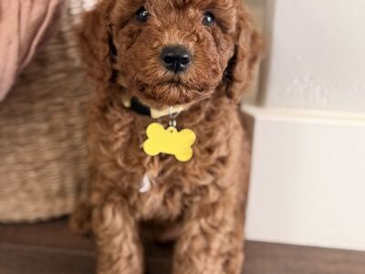 Adorable Mini Goldendoodle Puppies
