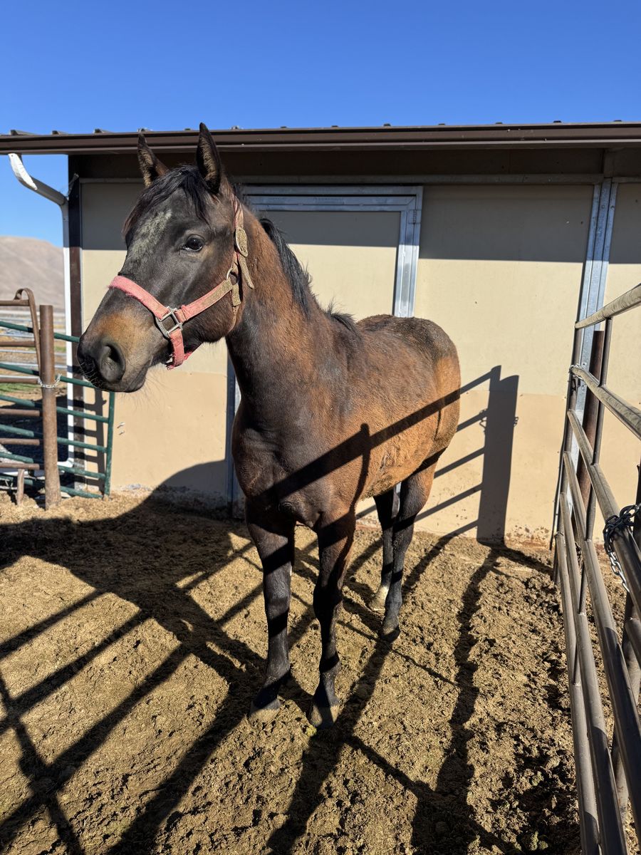 AQHA Registered Yearling Filly