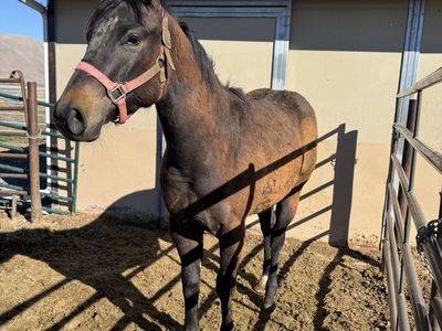 AQHA Registered Yearling Filly